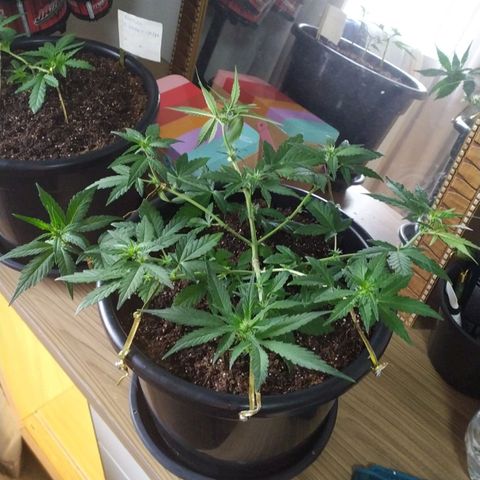 Red Poison  growlog timeline photo