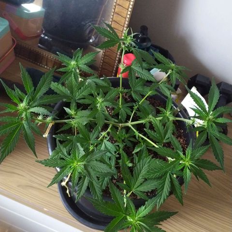 Red Poison  growlog timeline photo