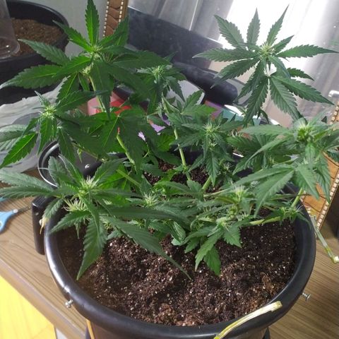 Red Poison  growlog timeline photo