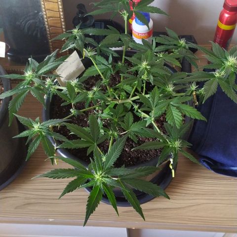 Red Poison  growlog timeline photo