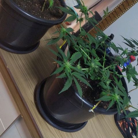 Red Poison  growlog timeline photo