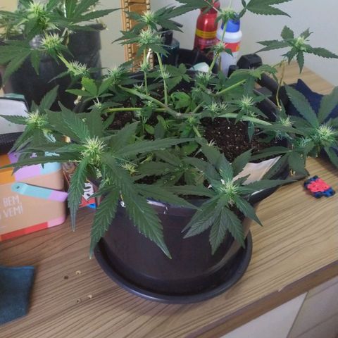 Red Poison  growlog timeline photo