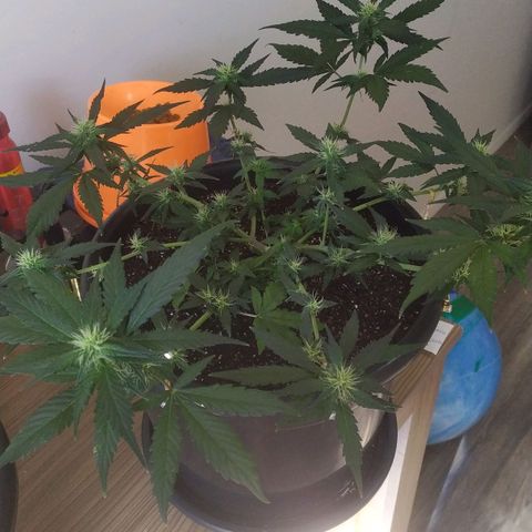 Red Poison  growlog timeline photo