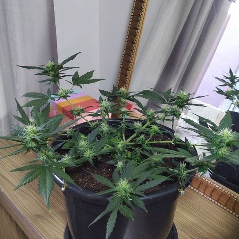 Red Poison  growlog timeline photo