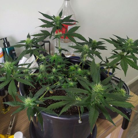 Red Poison  growlog timeline photo