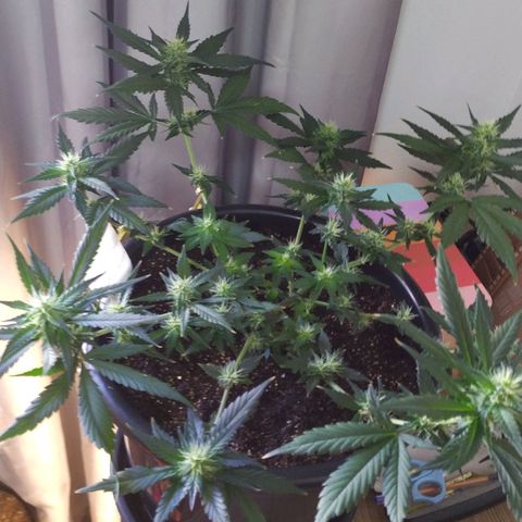 Red Poison  growlog timeline photo