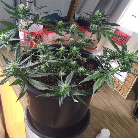 Red Poison  growlog timeline photo