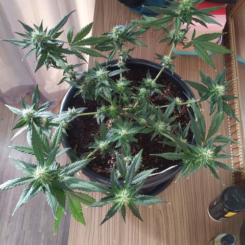 Red Poison  growlog timeline photo