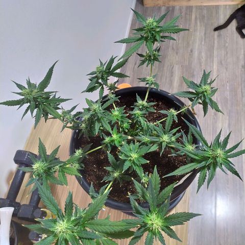 Red Poison  growlog timeline photo