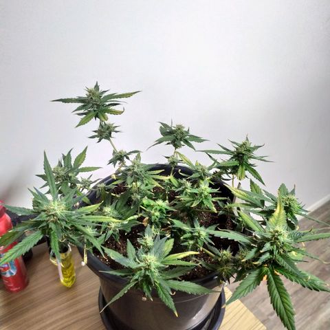 Red Poison  growlog timeline photo