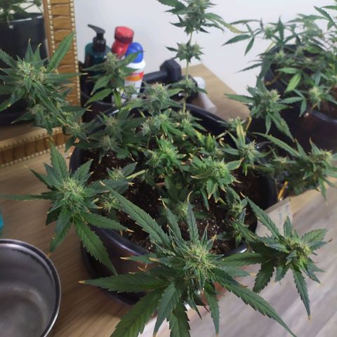 Red Poison  growlog timeline photo