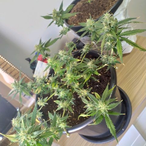 Red Poison  growlog timeline photo
