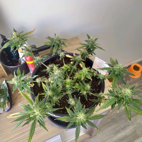 Red Poison  growlog timeline photo