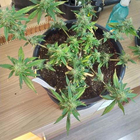 Red Poison  growlog timeline photo