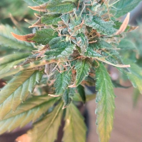 Red Poison  growlog timeline photo