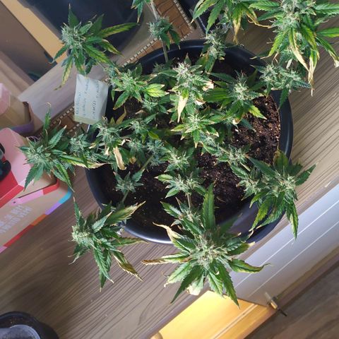Red Poison  growlog timeline photo