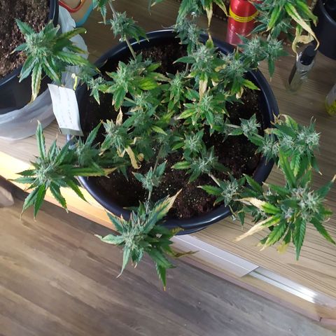 Red Poison  growlog timeline photo