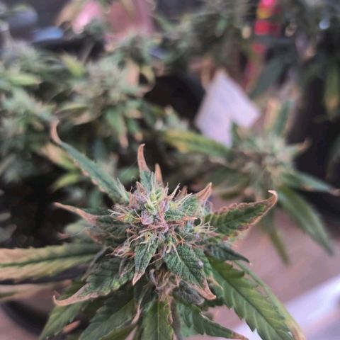 Red Poison  growlog timeline photo