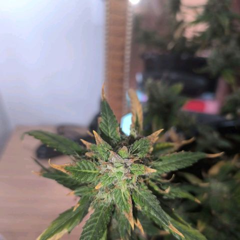 Red Poison  growlog timeline photo