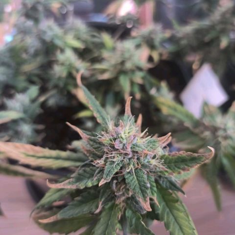 Red Poison  growlog timeline photo