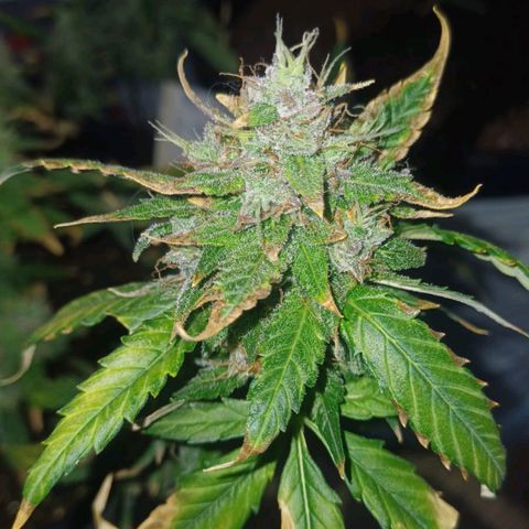 Red Poison  growlog timeline photo
