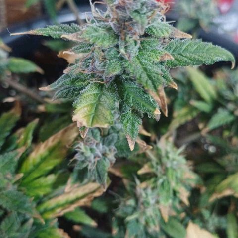 Red Poison  growlog timeline photo