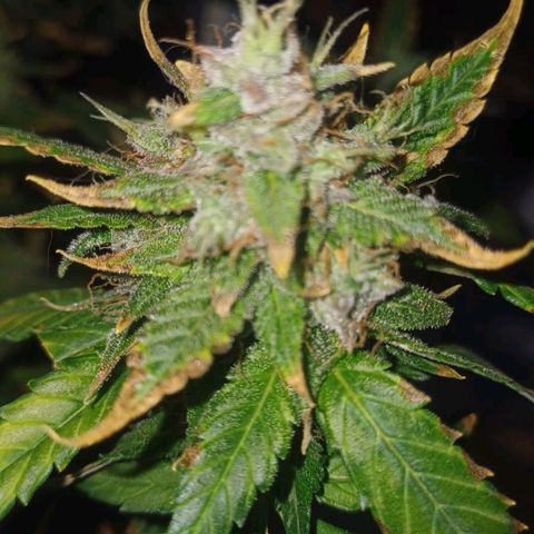 Red Poison  growlog timeline photo