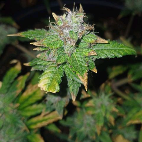 Red Poison  growlog timeline photo