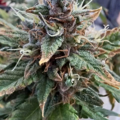 Red Poison  growlog timeline photo