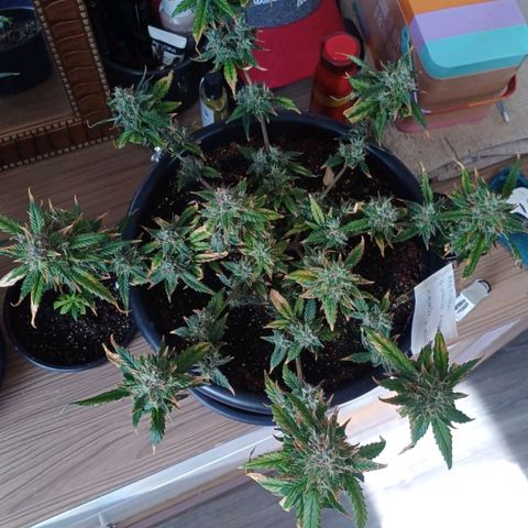 Red Poison  growlog timeline photo
