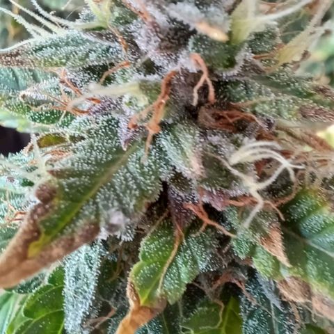 Red Poison  growlog timeline photo