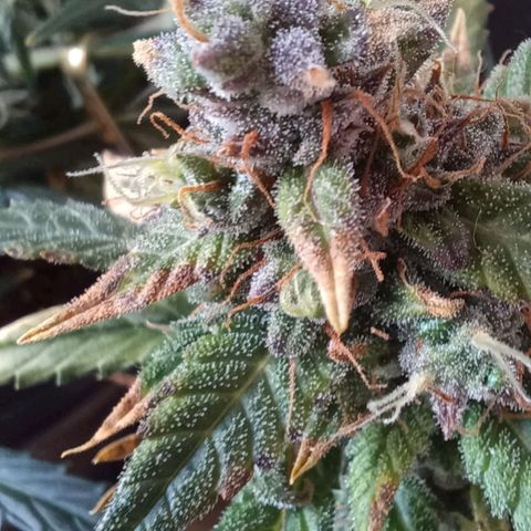 Red Poison  growlog timeline photo