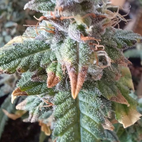 Red Poison  growlog timeline photo