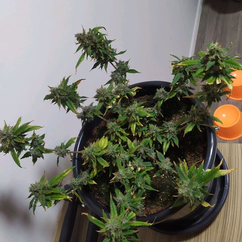 Red Poison  growlog timeline photo