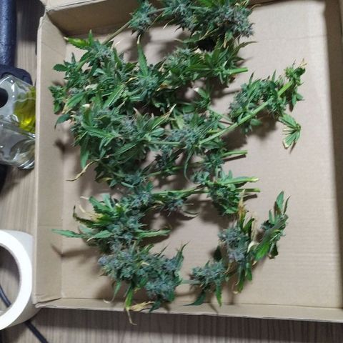 Red Poison  growlog timeline photo