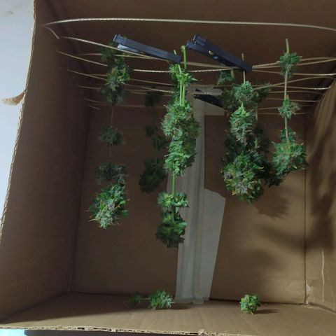 Red Poison  growlog timeline photo