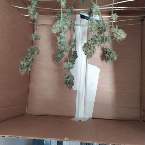 Red Poison  growlog timeline photo