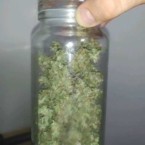 Red Poison  growlog timeline photo