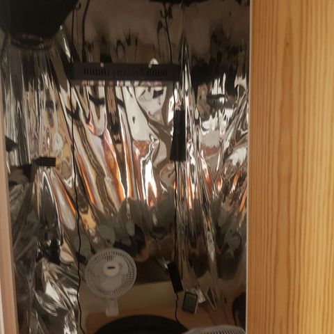 Blue Cheese Auto growlog photo: Room setup and tap root long enought to plant.