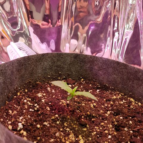 Blue Cheese Auto growlog timeline photo