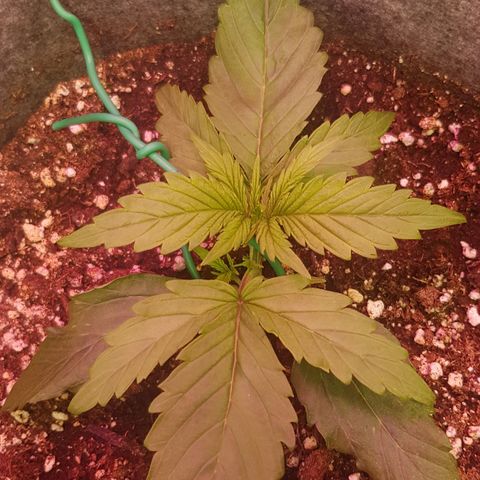 Blue Cheese Auto growlog photo: LST started 2 days before
