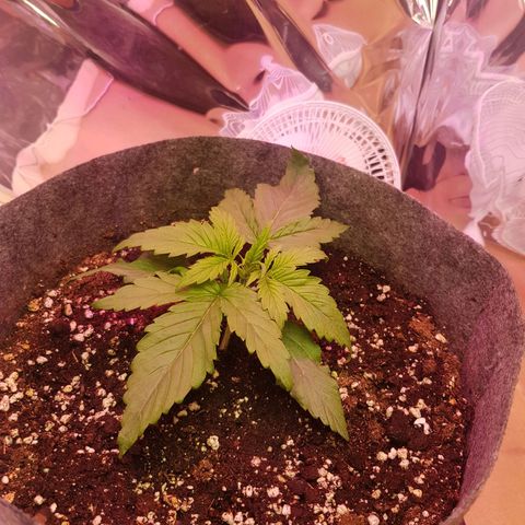 Blue Cheese Auto growlog timeline photo