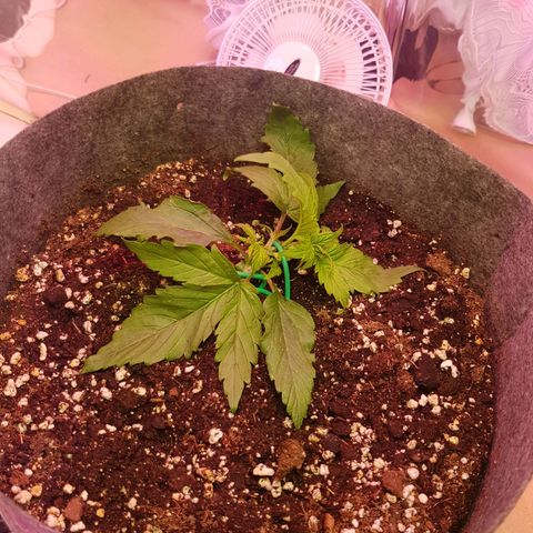 Blue Cheese Auto growlog photo: LST after feed - 2 days after starting LST