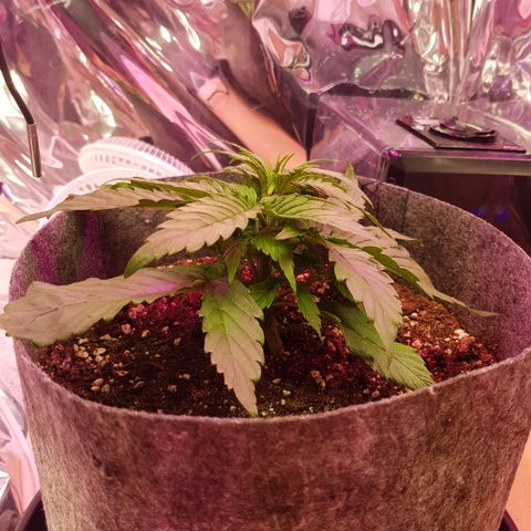 Blue Cheese Auto growlog timeline photo