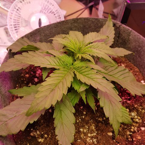 Blue Cheese Auto growlog timeline photo