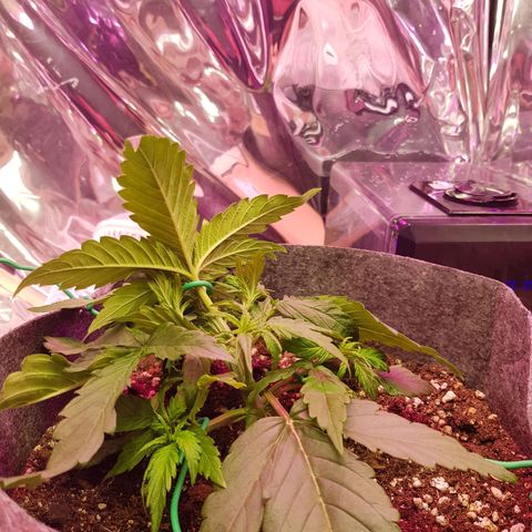 Blue Cheese Auto growlog photo: 2 days after applied LST