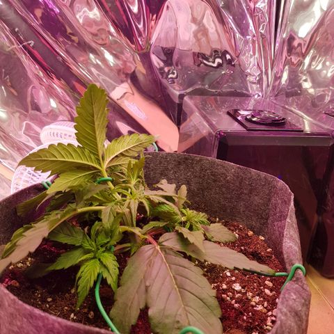 Blue Cheese Auto growlog timeline photo