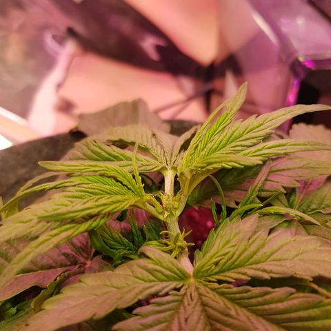 Blue Cheese Auto growlog photo: Plant topped carefully with scissors
