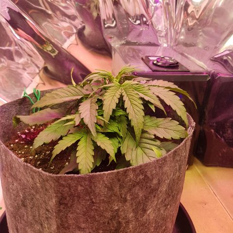 Blue Cheese Auto growlog timeline photo