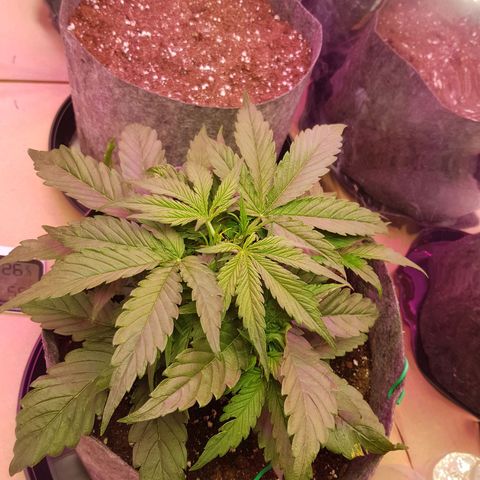 Blue Cheese Auto growlog timeline photo